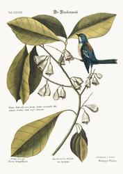 Der Fink-Kriecher, 1749-73